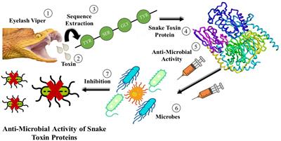 Deep-STP: a deep learning-based approach to predict snake toxin proteins by using word embeddings